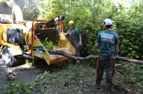 tree services Diamond Springs